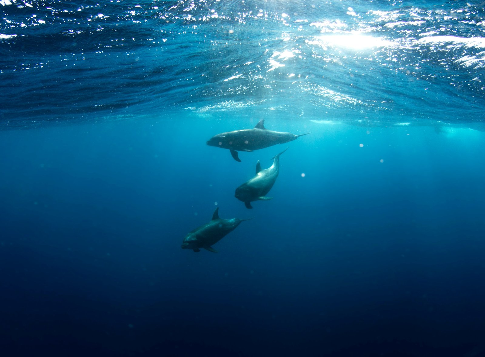 Ocean and marine environment